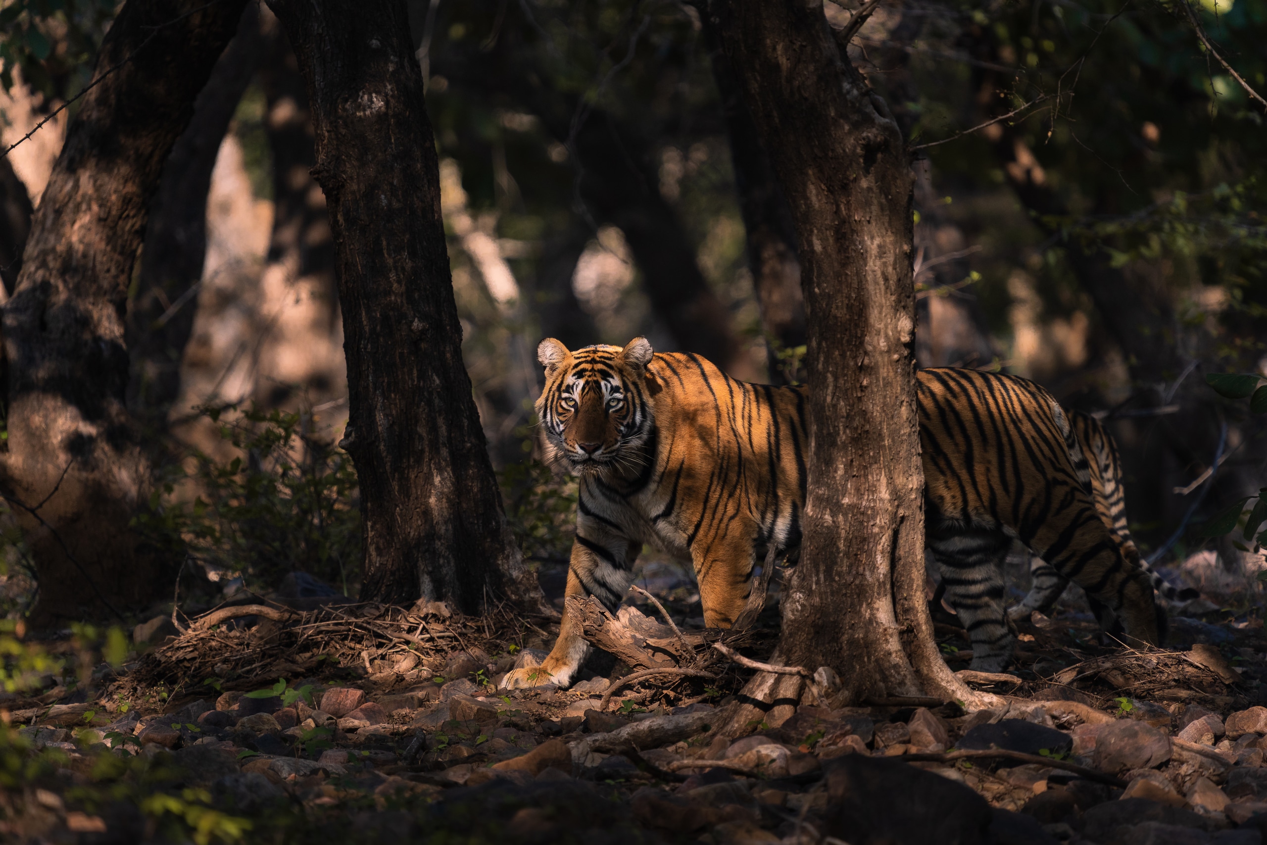 Wildlife Photography