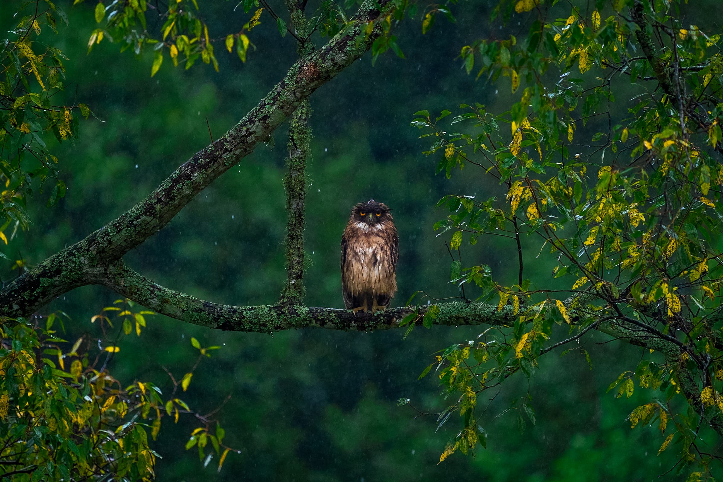 The Bear, the Rain, and the Owl