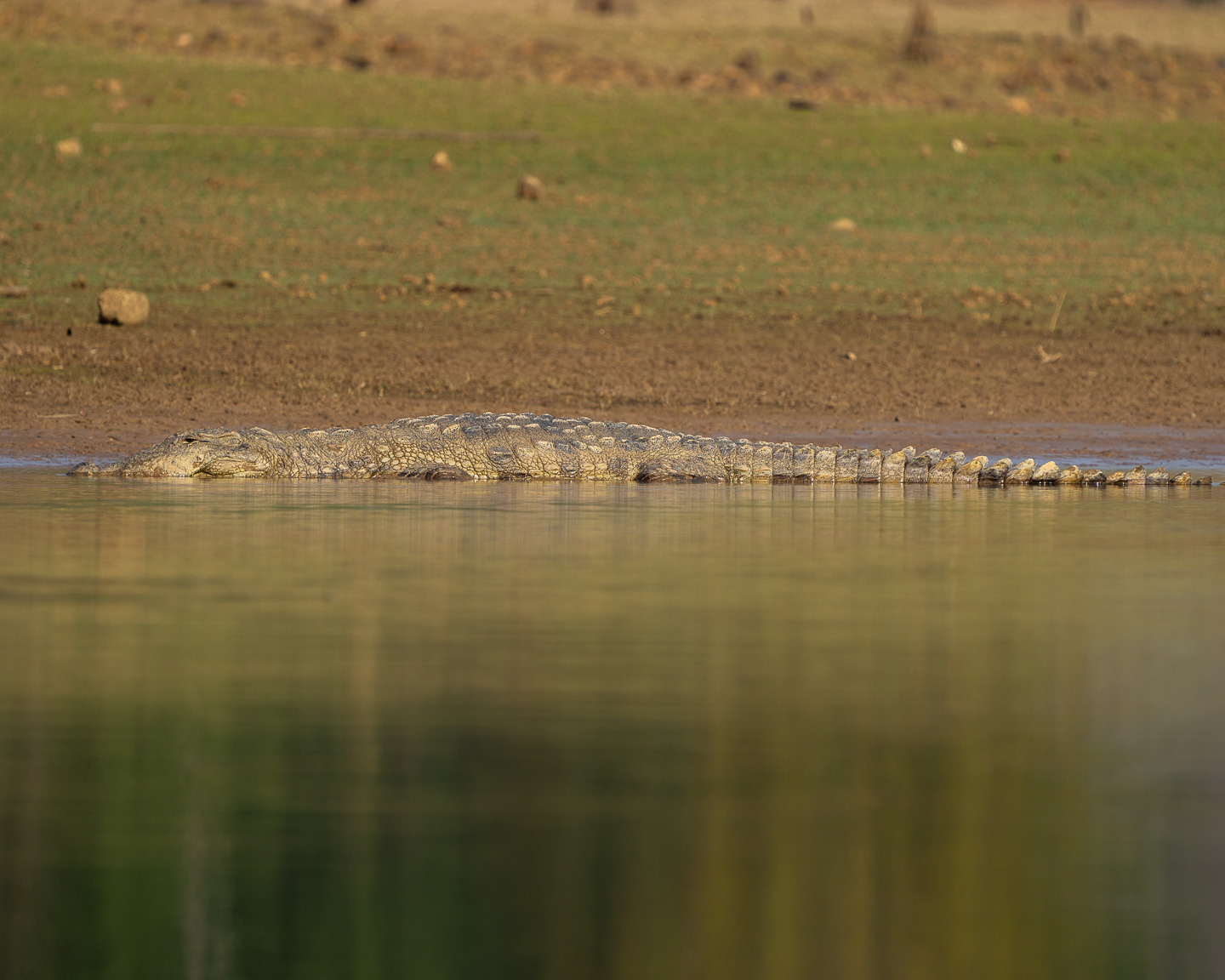 A huge marsh crocodile hauled out on the mudbank, trying to soak in every last strip of evening sunshine