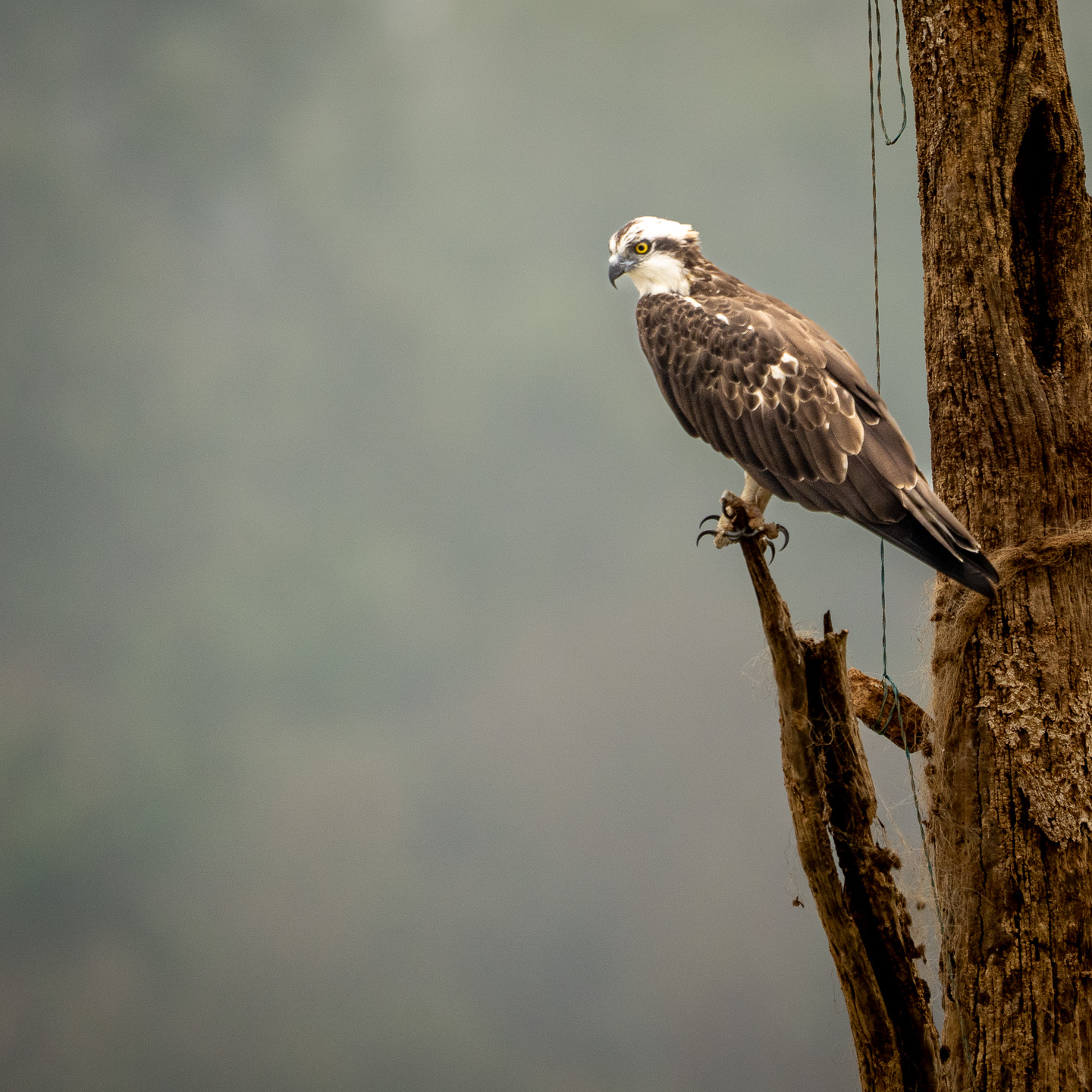 An osprey perched on a weathered stump, scanning the shallows for movement