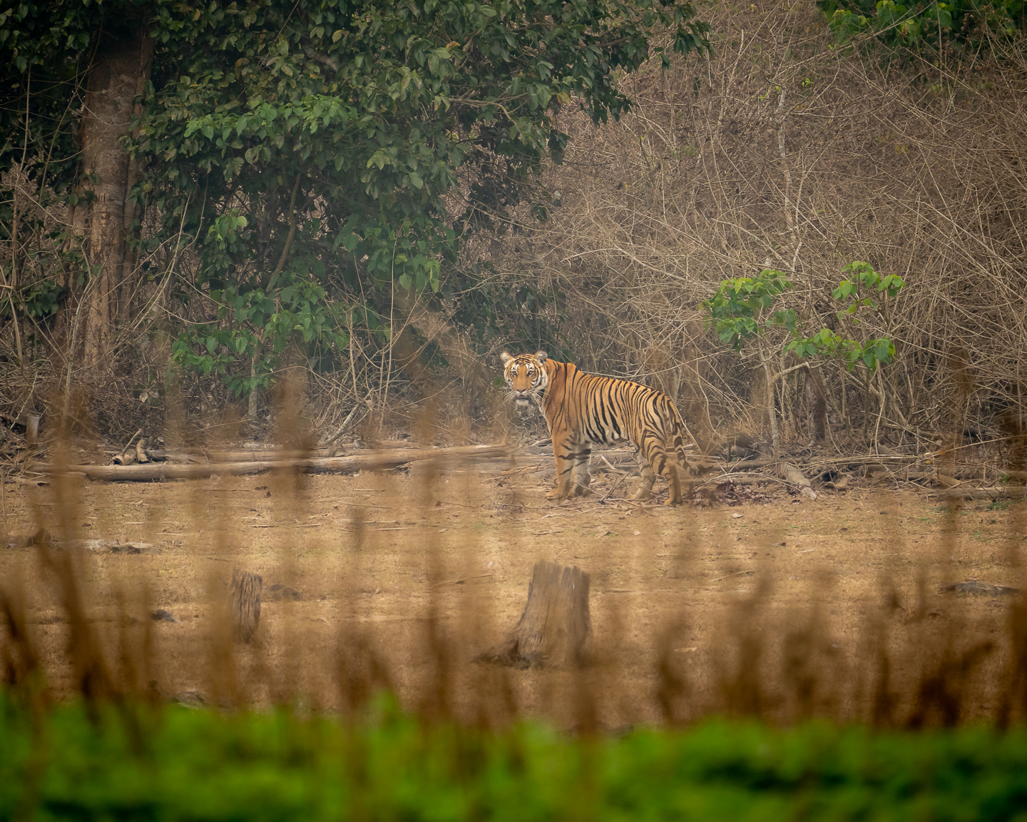 The young male tiger between two shores
