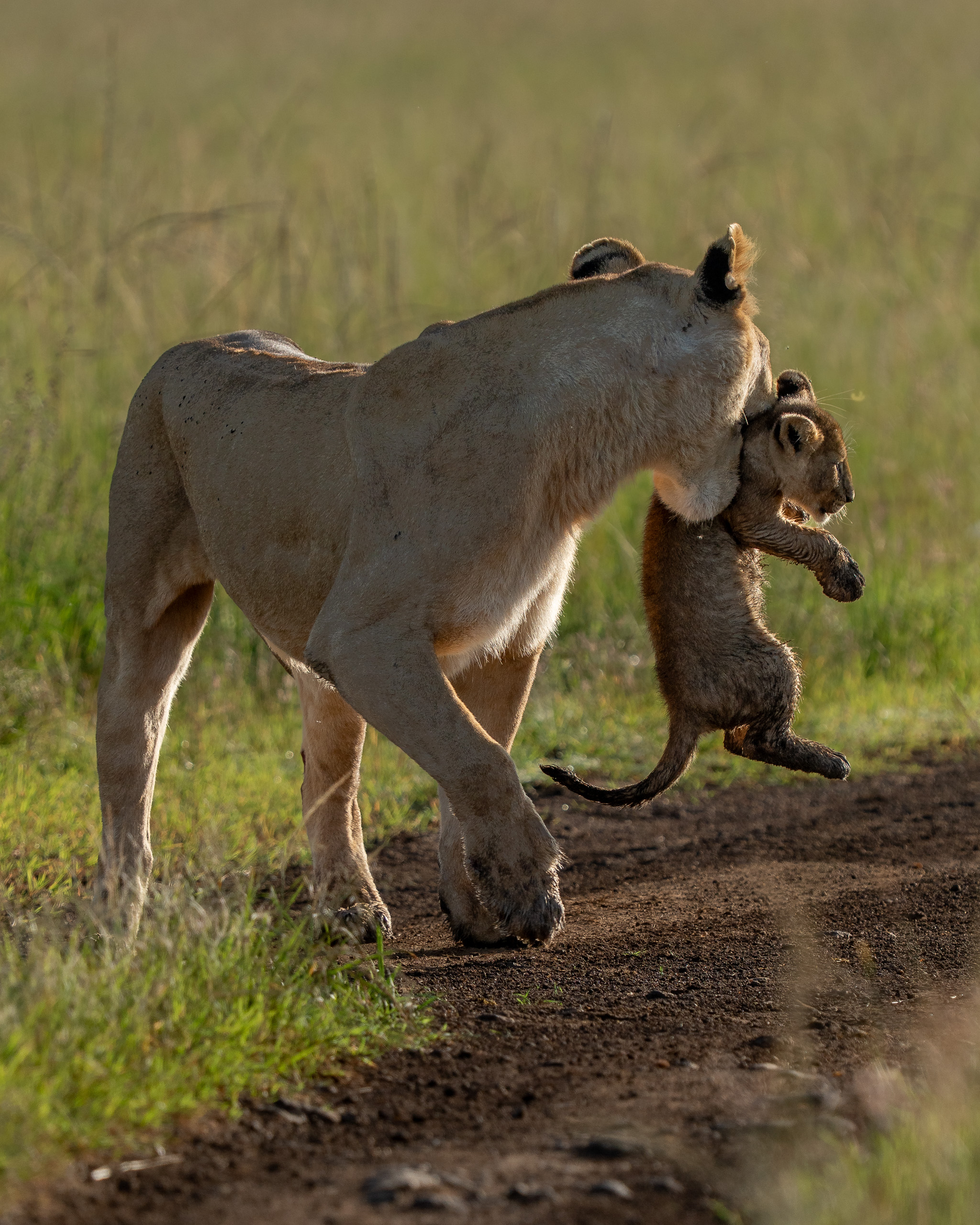 Mother picking up the cub