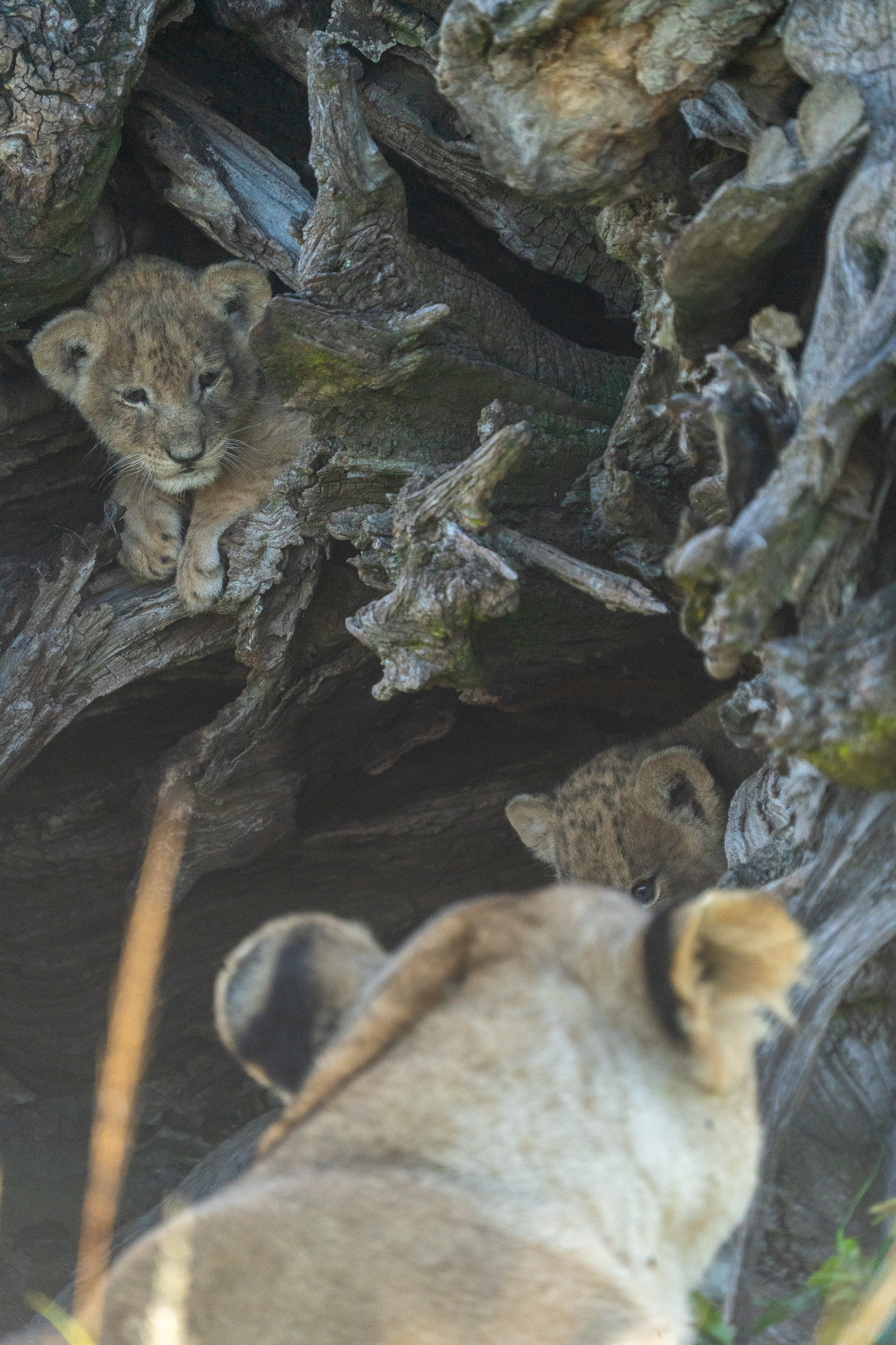 Cubs playing around the fallen tree