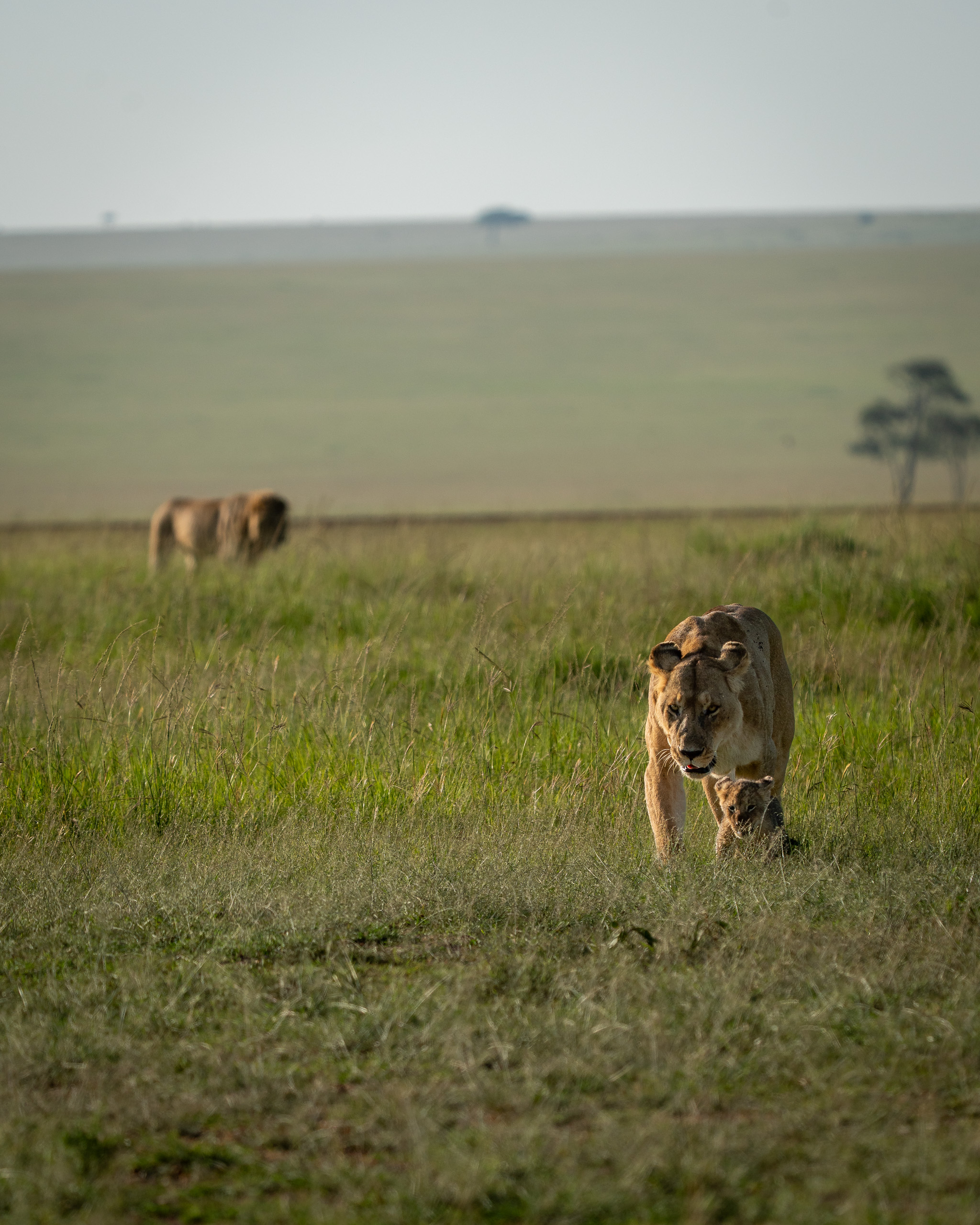 Female and cub being followed like a shadow