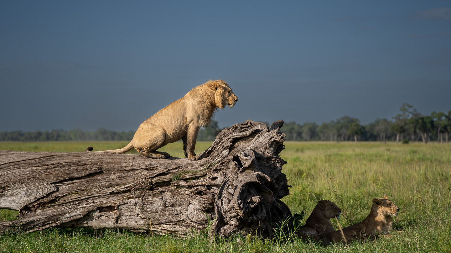 Young male lion on the fallen tree