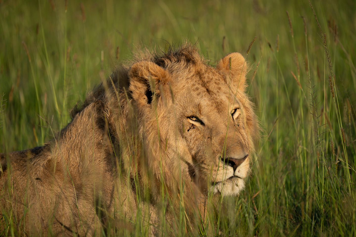 Young Male Lion